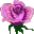 pinkrose