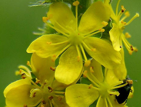 ผล๥าร๨้นหารูปภาพสำ​หรับ ๸อ๥Agrimony