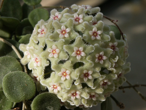 Хойя Серпенс Hoya Serpens