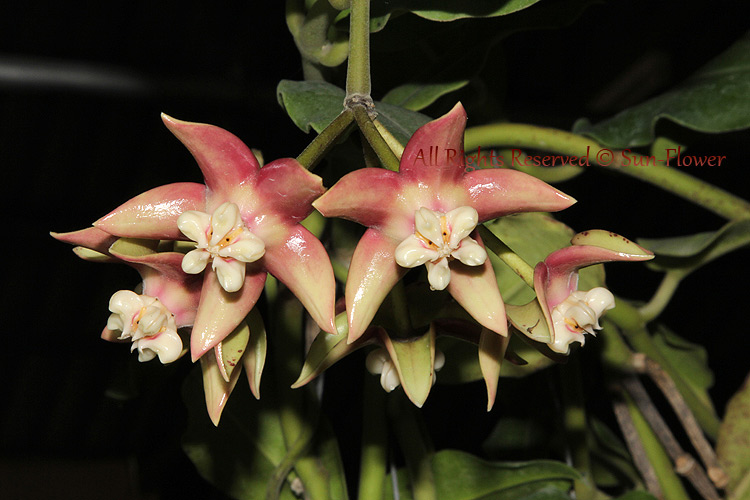 Hoya Imperialis Bloom