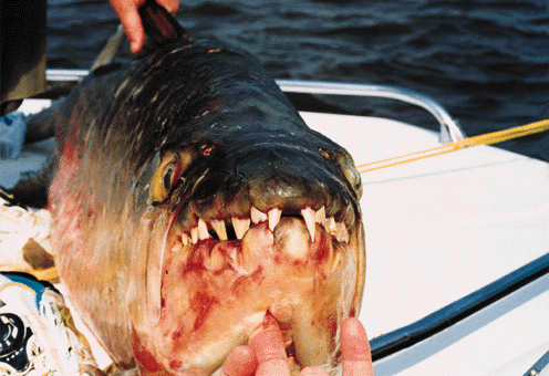 goliath tiger fish river monsters. british offers Tiger+fish
