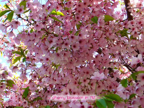 PANTIP.COM : R7035438 Spring Has Sprung : Cherry Blossom [ห้องนั่งเล่น]